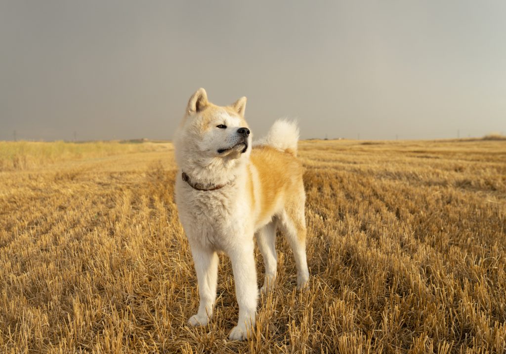 Diferencia Entre Akita Inu Y Shiba Inu Dos Razas Fascinantes