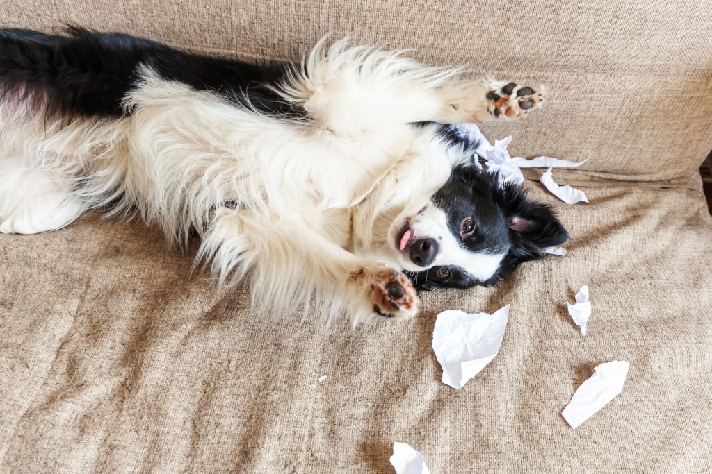 Que Pasa Si Mi Perro Se Come Papel Higienico