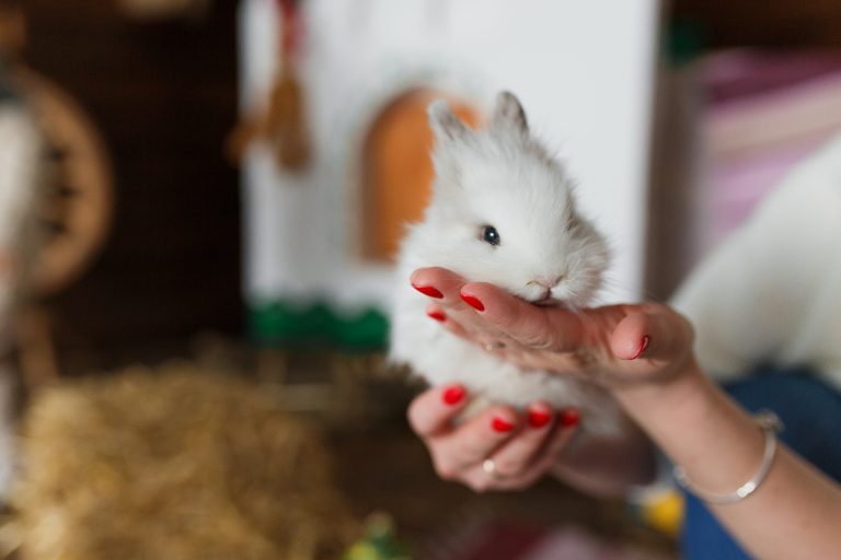 Mi conejo me muerde: ¿por qué lo hace? | Wakyma