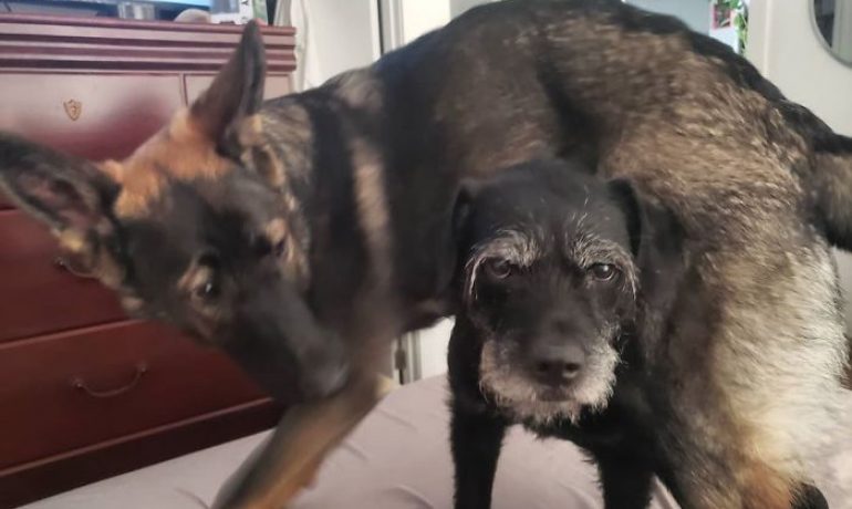reacciones de perros a sus nuevos hermanos