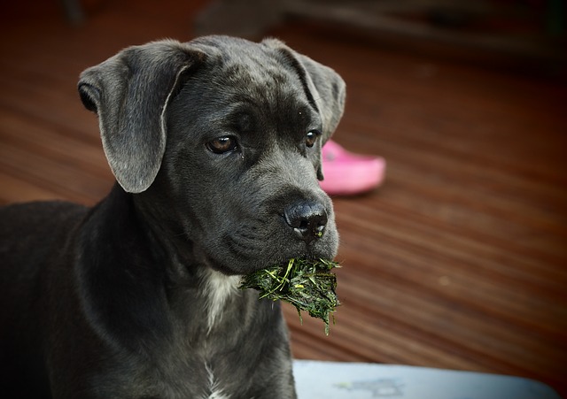 síndrome de pica en perros que comen hierba
