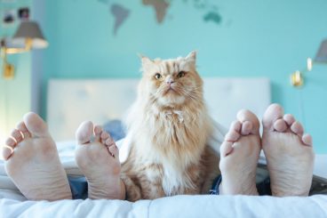 ventajas y desventajas de dormir con tu mascota