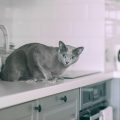 cómo evitar que el gato se suba a la encimera de la cocina