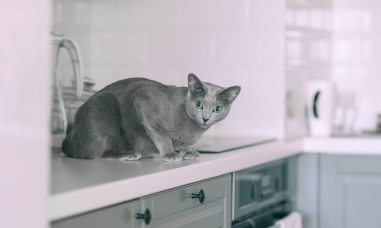 cómo evitar que el gato se suba a la encimera de la cocina