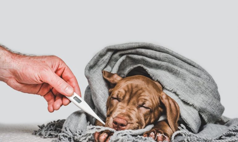 cómo prevenir el resfriado en perros