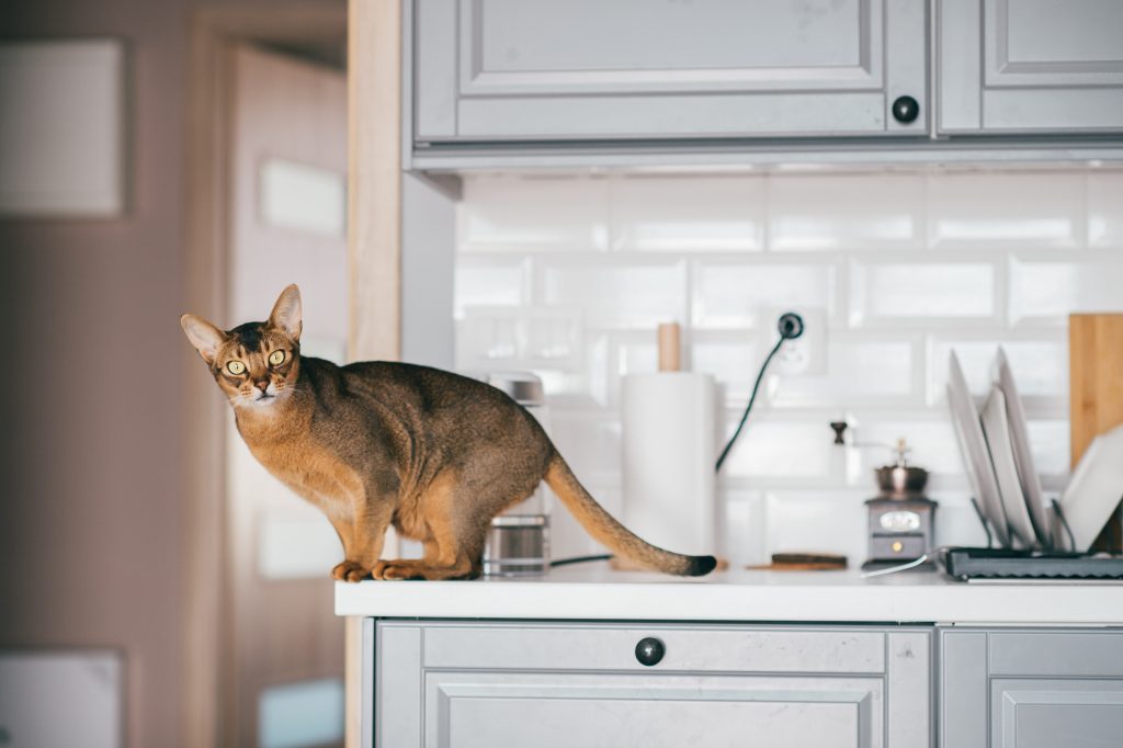 consejos para saber cómo evitar que el gato se suba a la encimera de la cocina