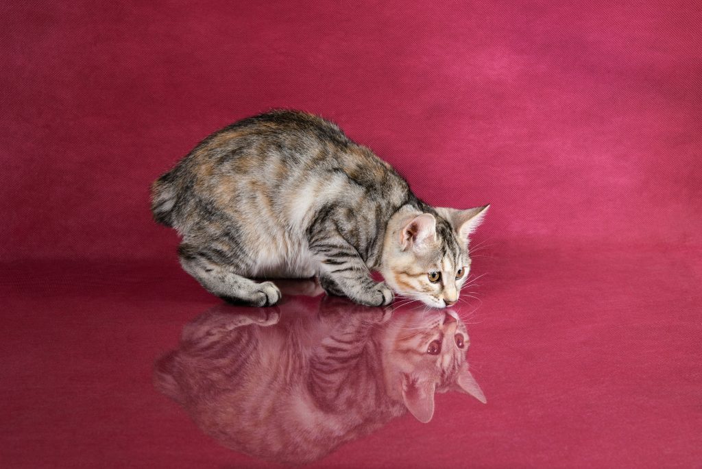 Descubre al precioso gato Bobtail japonés | Wakyma