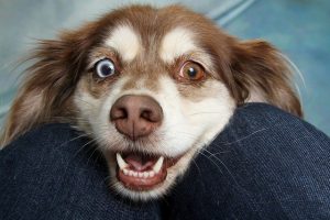 ¿Por qué mi perro se orina cuando me ve? | Wakyma