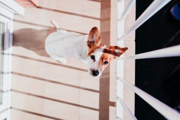 Riesgos de tener al perro en el balcón