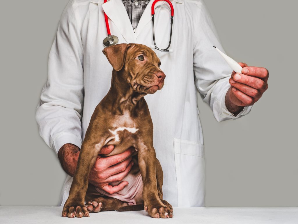 visita al veterinario para prevenir el resfriado en perros