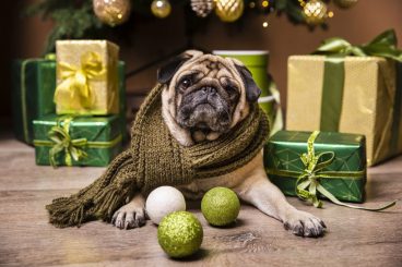 Los peligros navideños más frecuentes para las mascotas