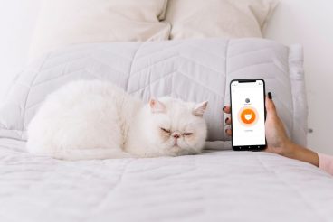 meowtalk la app que traduce a los gatos
