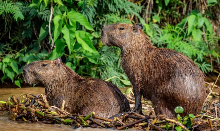 capibara roedor más grande del mundo