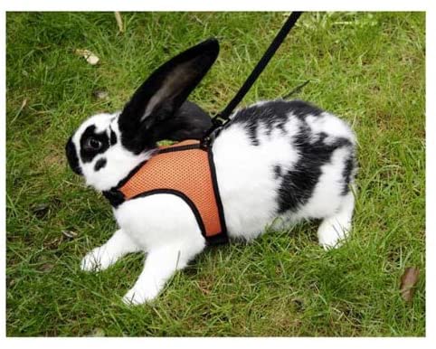 cómo pasear a un conejo