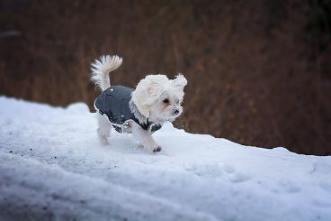 cuánto frío soporta un perro según tamaño o raza