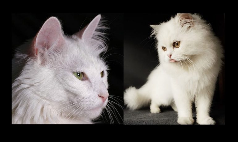 diferencias entre un gato de Angora y un gato Persa