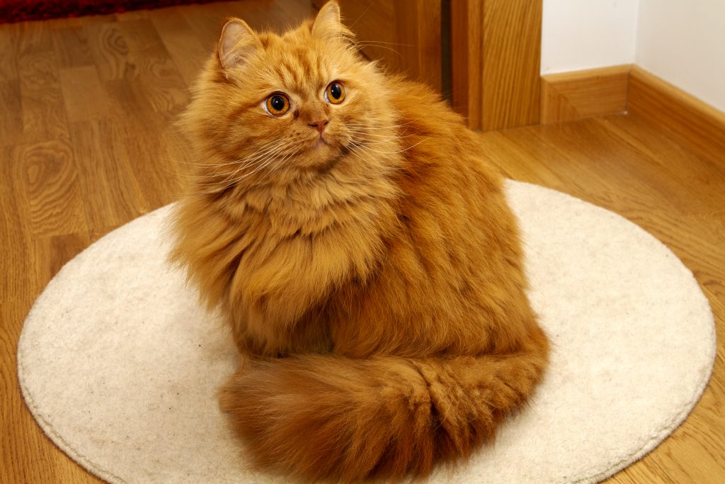 precioso gato persa