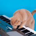 a los gatos les gusta la música
