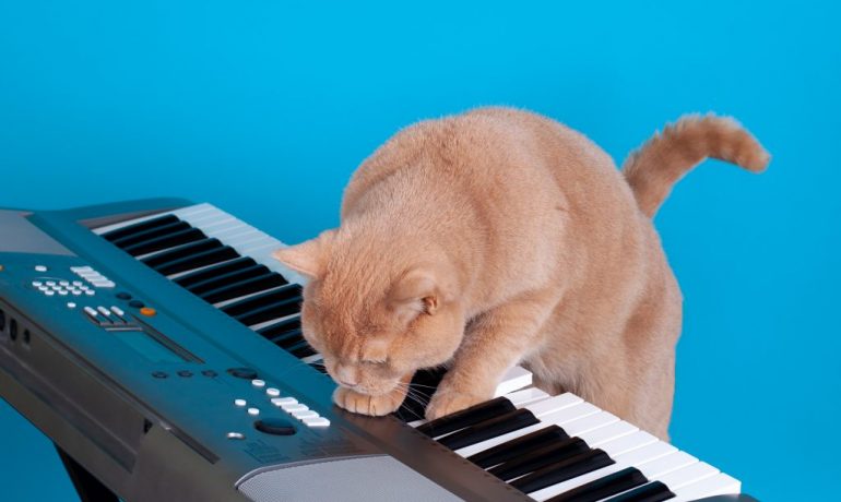 a los gatos les gusta la música
