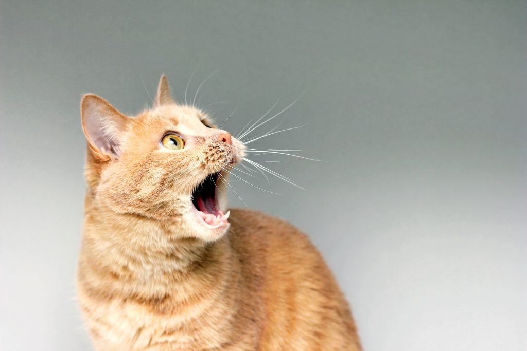A mi gato le huele el aliento: ¿cuáles son las causas?