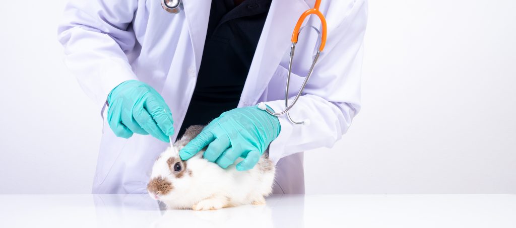 acude al veterinario con tu conejo si está enfermo