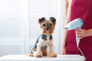 Cómo usar el secador de pelo con el perro