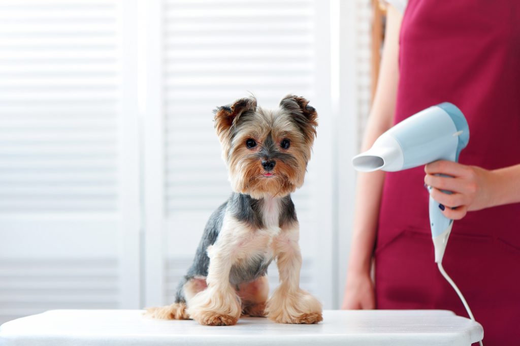 Cómo usar el secador de pelo con el perro correctamente