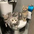 Fotos de gatos que no respetan el espacio personal en el baño