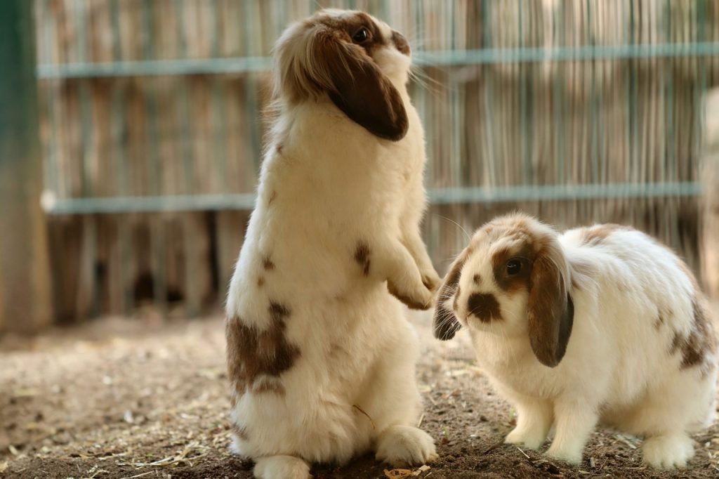 la agresividad es una de las señales de dolor en conejos
