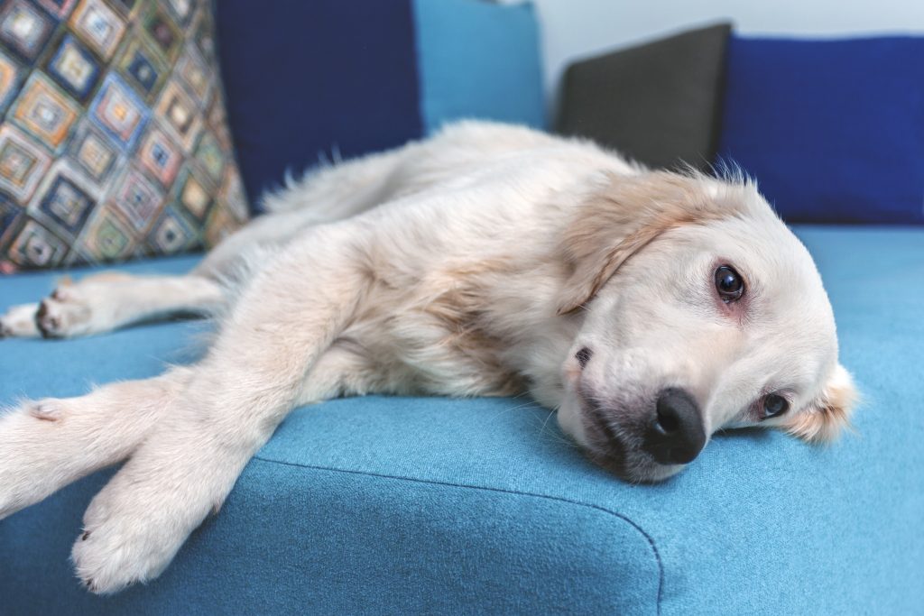 Mi perro se restriega por el sofá. ¿Por qué lo hace?