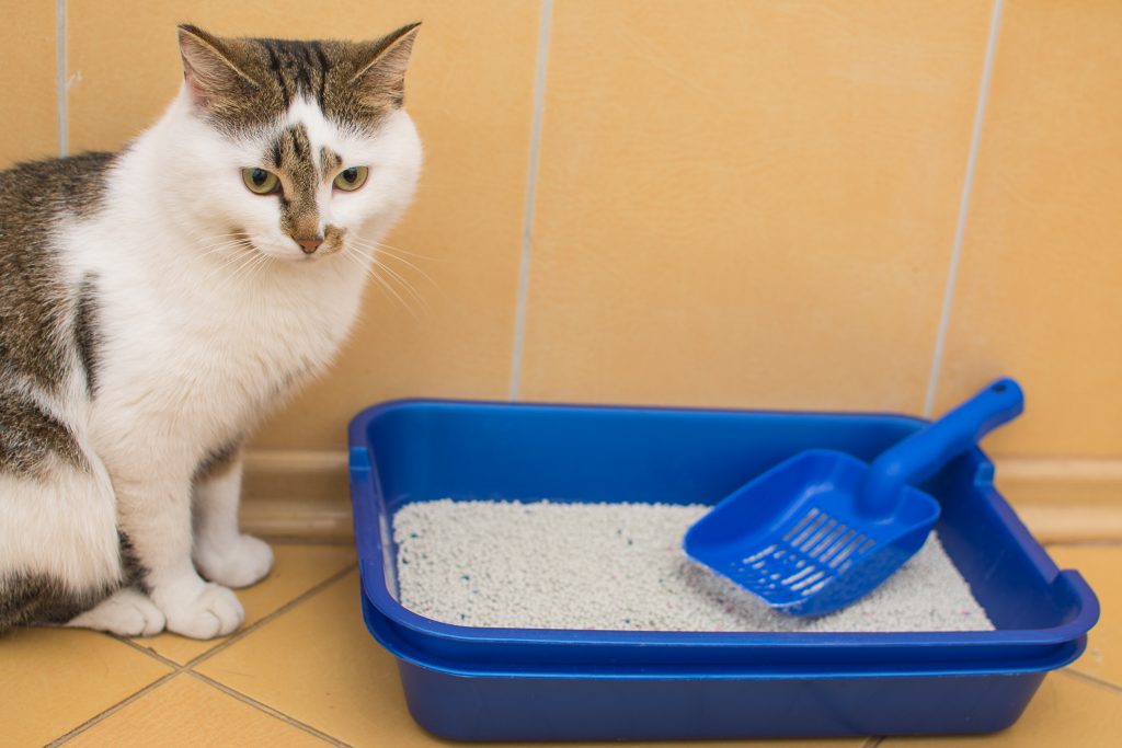 Mi Gato Se Come La Arena