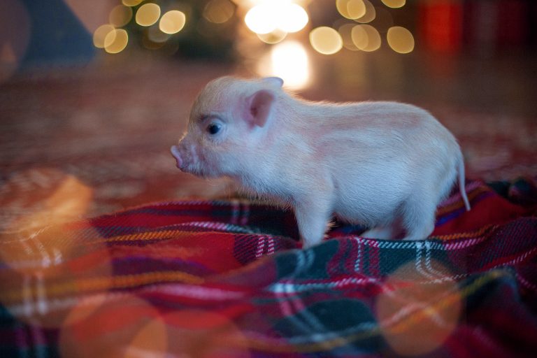 10 curiosidades del mini cerdo o mini pig que te sorprenderán