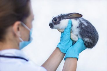 cómo prevenir la sarna en conejos