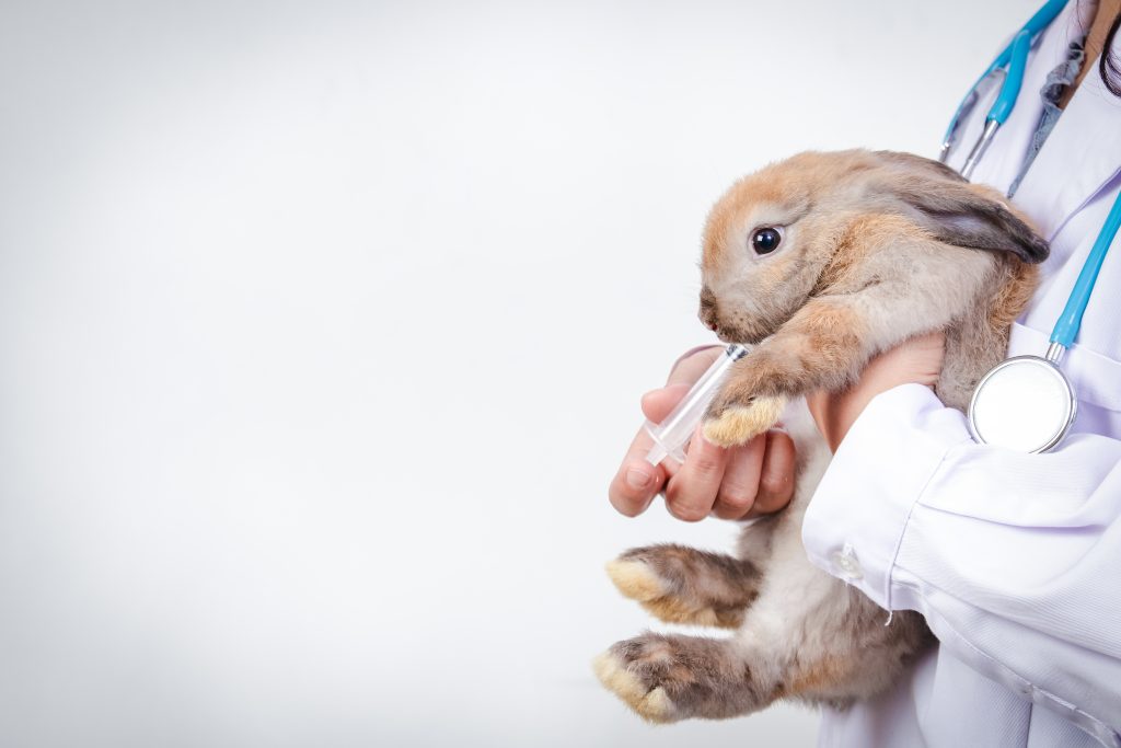 consejos para prevenir la sarna en conejos