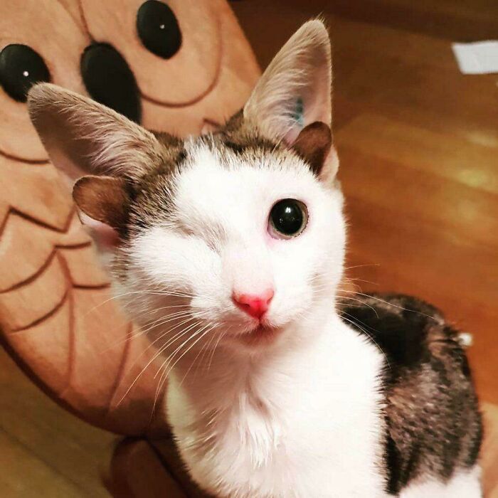 gato con cuatro orejas y un ojo