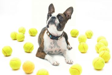 las pelotas de tenis no son buenas para perros