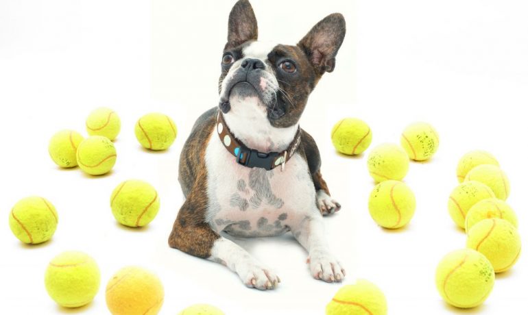 las pelotas de tenis no son buenas para perros