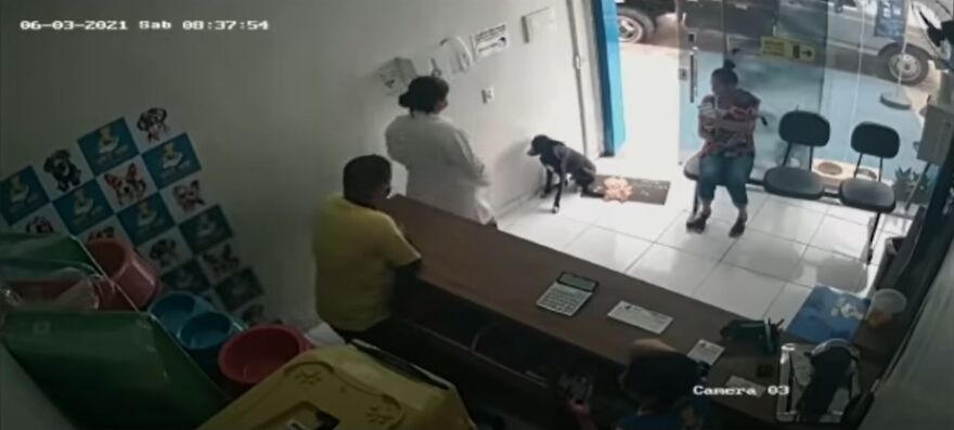 perro callejero entra en veterinario