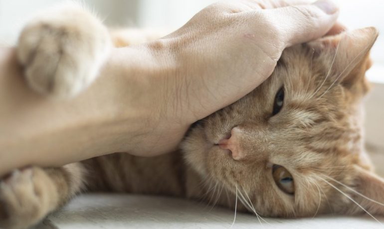 caspa en gatos causas más comunes