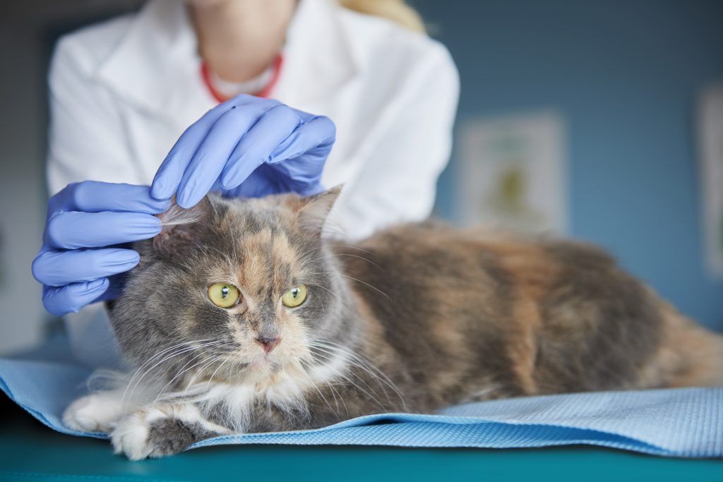 hay enfermedades que causan caspa en gatos