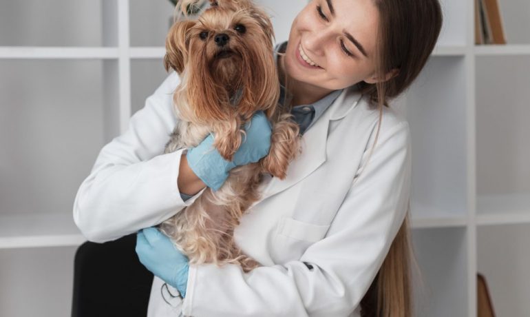 la importancia de elegir a un buen veterinario