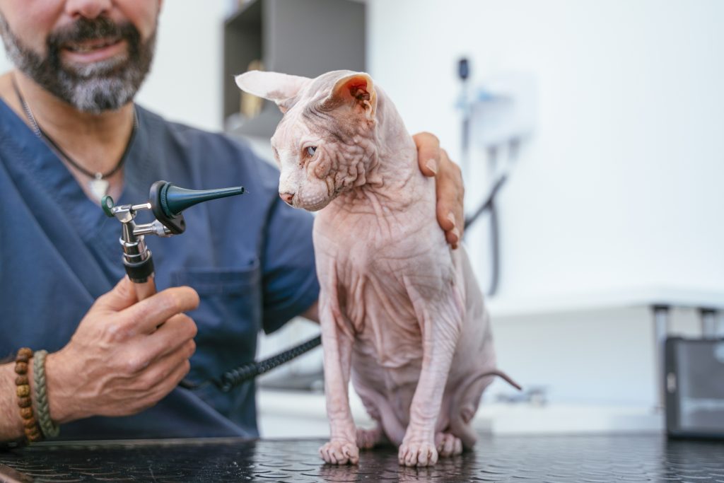 acudir al veterinario con regularidad también forma parte de los cuidados del gato Sphynx