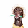 cómo hacer pasta dental casera para perros