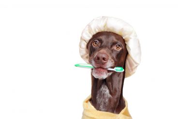 cómo hacer pasta dental casera para perros