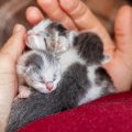 cuidados del gato recién nacido sin madre