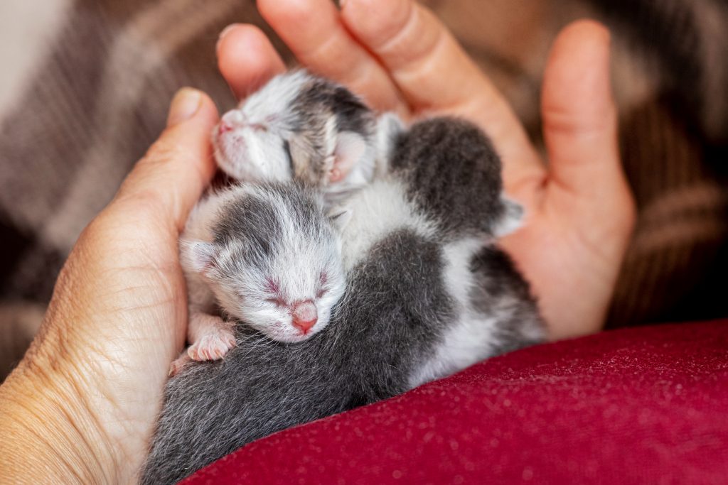 Picotear perfume equipaje Cuidados de un gato recién nacido sin madre | Wakyma