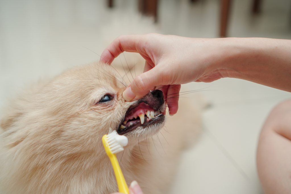 hay que cepillar los dientes al perro con frecuencia