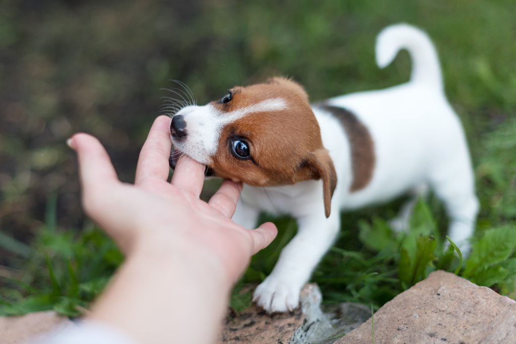 Inhibición de la mordida en cachorros: ¿en qué consiste?