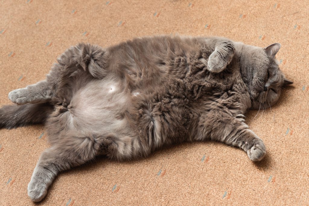 Ascitis en gatos: ¿por qué mi gato tiene el vientre hinchado?