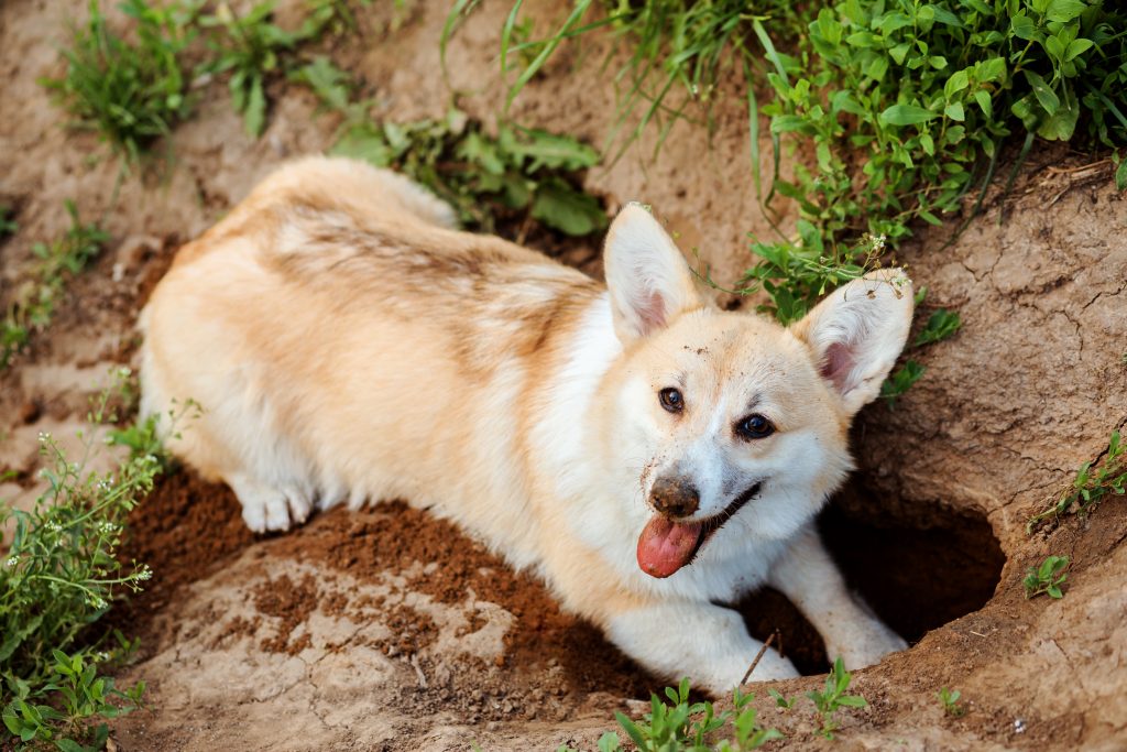 mi perro entierra cosas para disfrutarlas en el futuro